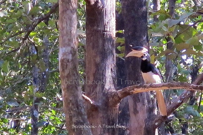 Malabar Pied Hornbill from Dandeli Wildlife Sanctuary