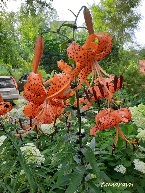 Лилия ланцетолистная / Лилия тигровая (Lilium lancifolium, =Lilium tigrinum)