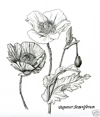 Flowers Drawings