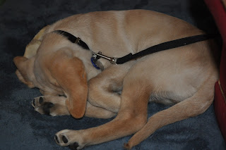 Bob sleeping on a blue dog bed, he is all curled up with his paws entertwined and his head a little under his front legs