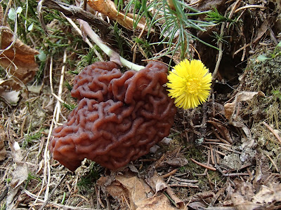  Piestrzenica kasztanowata Gyromitra esculenta