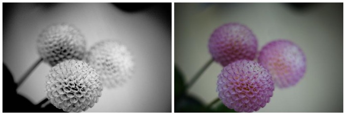 dahlia-d4