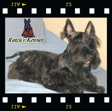 scottish terrier macho padreador