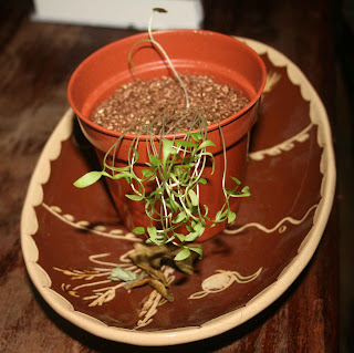 Seed grown coriander in its original growing material looking droopy