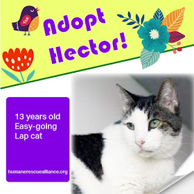 Adopt Hector from Humane Rescue Alliance, Washington, DC!