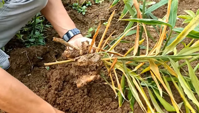 Rimpang Jahe Terserang Fusarium oxysporum: Mengenali dan Mengatasi Penyakit pada Tanaman Jahe