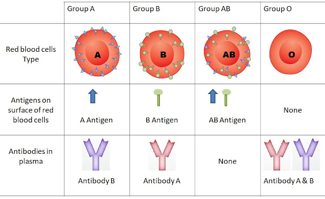 Blood Group And Their Different Type Abo Blood Group Rhesus Blood Group Blood Transfusion Chart Medimolt
