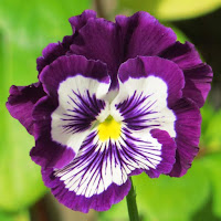 Viola x Wittrockiana 'Cats Mix'