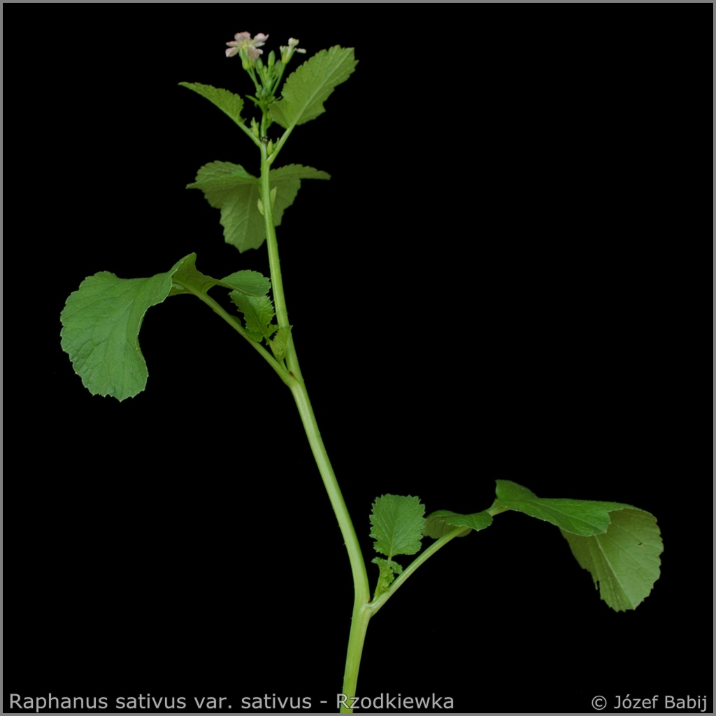 Raphanus sativus var. sativus Growth Habit of young plants  - Rzodkiewka    pokrój młodej rośliny