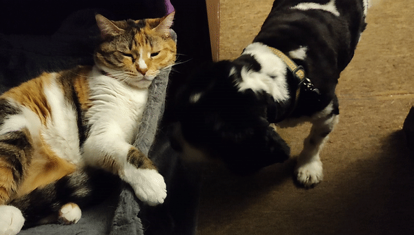 A calico cat laying on a nest on her cat tree extending her paw and gently pushing aside a very enthusiastic spaniel dog then proceeding to snooze.