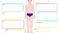 Effects Of Alcohol On The Body