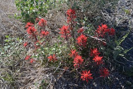 Wildrose Road