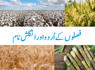 Crops name in Urdu and English فصلوں کے نام