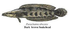dark brown snakehead