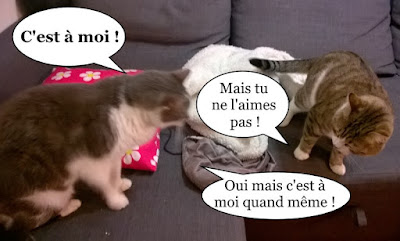 Deux chats et une ficelle.