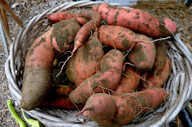 Beauregard Sweet Potatoes