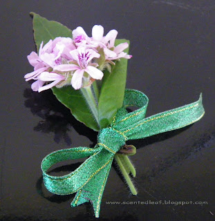 Boutonniere with rose-scented pelargonium flowers and bay-laurel leaves