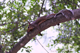 backyard squirrel