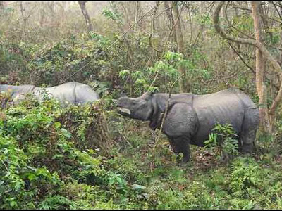 Animals in Chapramari Wildlife Sanctuary