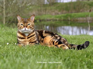 Toyger Wallpaper