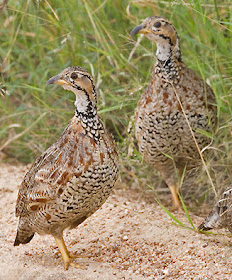 francolinde Shelley Francolinus Scleroptila  shelleyi