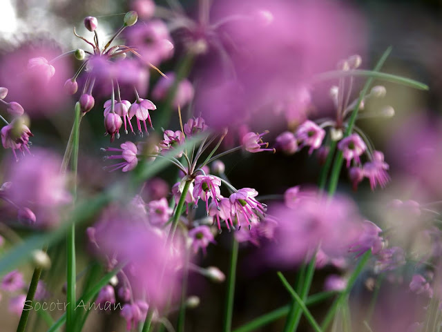 Allium chinense