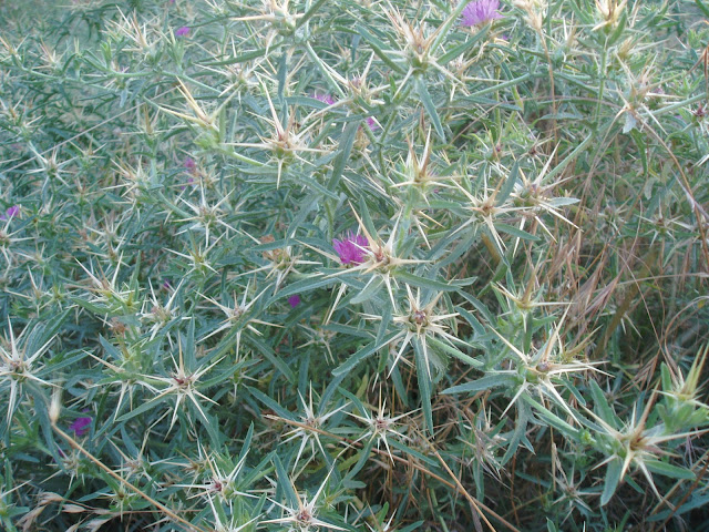 CARDO ESTRELLADO: Centaurea calcitrapa