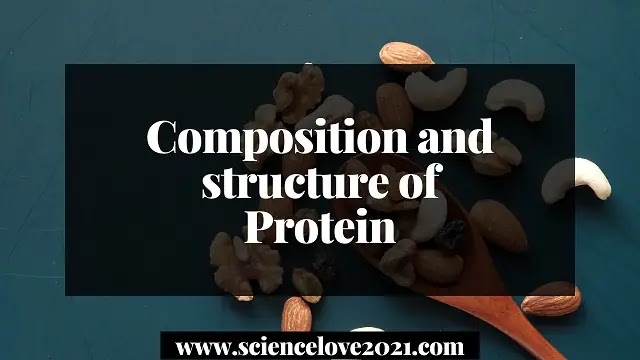 Composition and structure of Protein