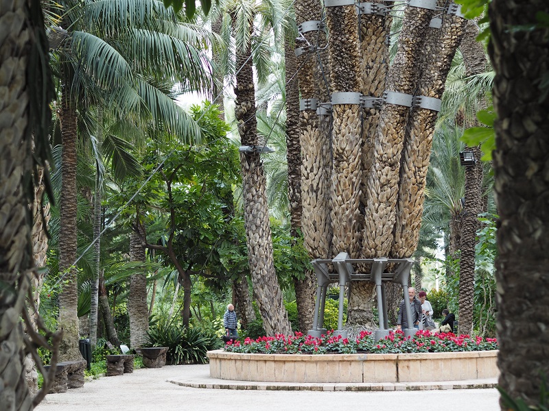 7 branches of the imperial palm, Elche