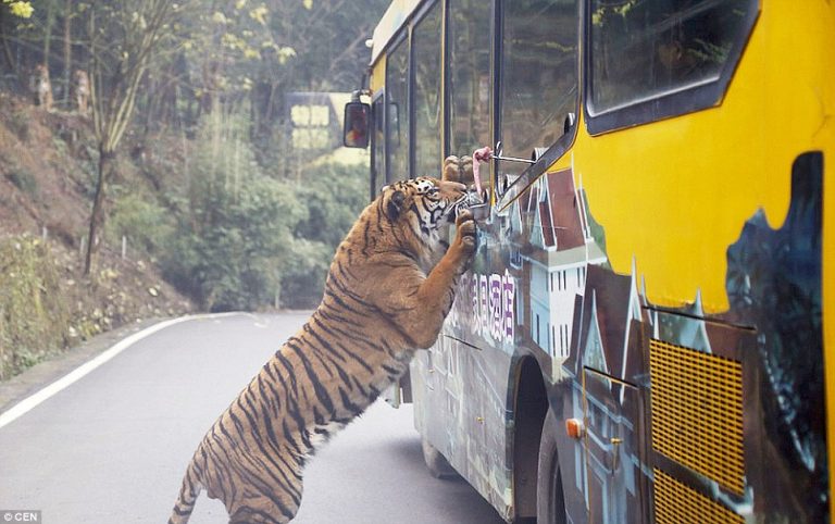 In This Zoo, Animals Roam Freely While Humans Are Caged