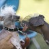 Winners of the Worlds Ugliest Dog Contest