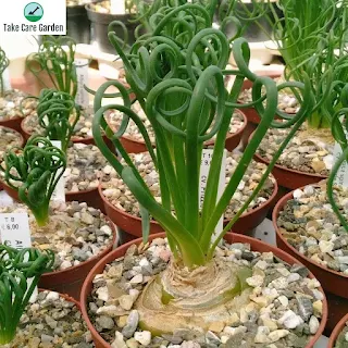 Albuca Spiralis: a suculenta espiral