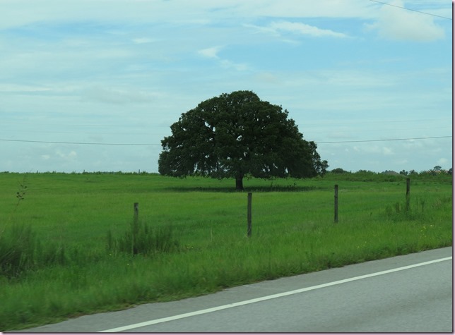 treeIMG_1697