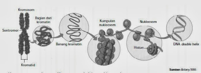 Struktur Kromosom