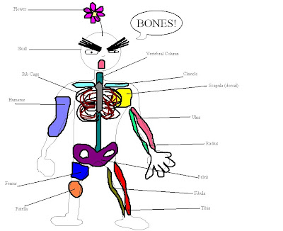 Radius Atom on Deylah S Muffiny Anatomy Blog  Basic Skeletal Anatomy Worksheet