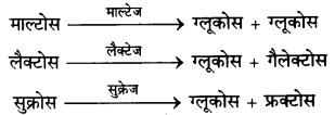 Solutions Class 11 जीव विज्ञान Chapter-16 (पाचन एवं अवशोषण)