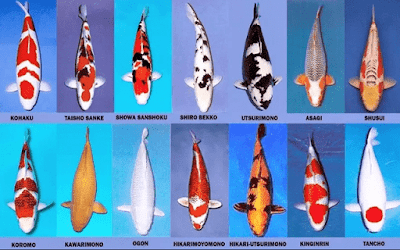 Harga Ikan Koi