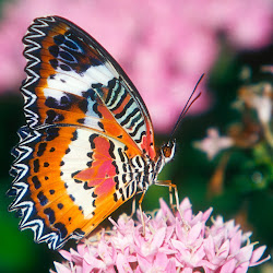 Butterfly Wallpapers, gambar kupu-kupu