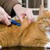 How To Treat Cat Diabetes At Home With These Top 5 Holistic Options