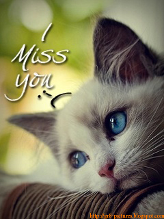 HD Wallpapers  Miss  You 