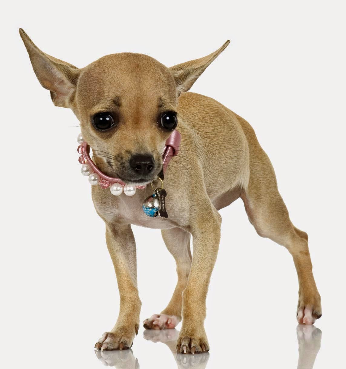 gunggung Gambar 8 Anjing Chihuahua