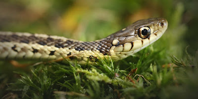 Snakes can help predict earthquakes.