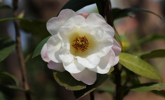 Camellia Flowers Pictures