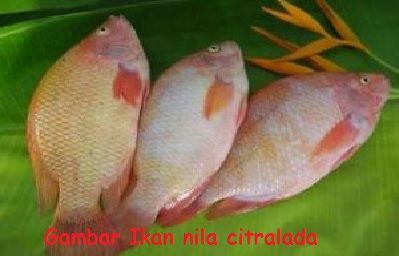 Jenis Jenis Ikan  Nila  Paling Unggul Untuk Dibudidayakan