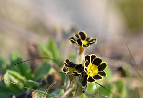 1 primula