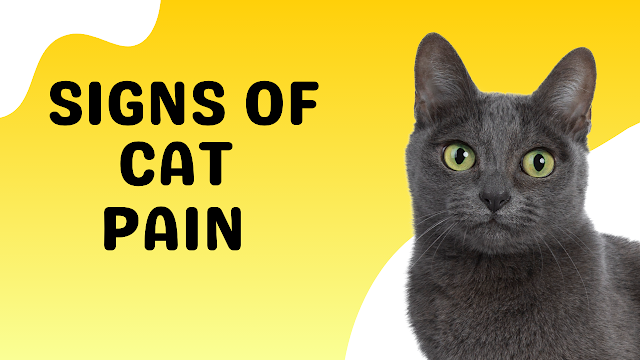 How Do I Know If My Cat Is in Pain?