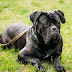 A Bodyguard Breed: A Guide to the Cane Corso