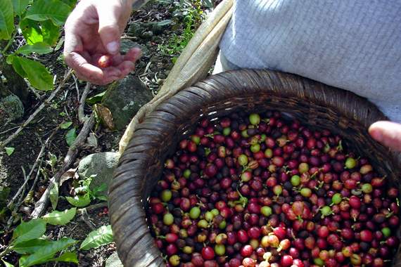 coffee-growing region