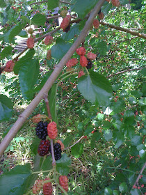 Ripe Mulberries