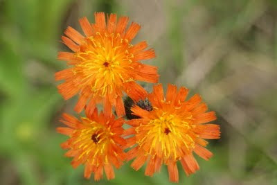 Oranje Havikskruid - Oranje Haukkrúd - Hieracium aurantiacum